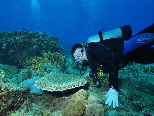 Scuba Diving là gì? Lợi ích của nó mang lại ra sao