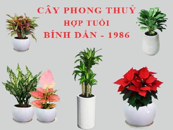 Tuổi bính dần 1986 hợp cây gì nhất?