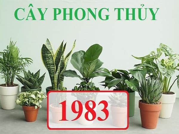 Tuổi Quý Hợi hợp cây gì, trồng cây gì theo phong thuỷ?